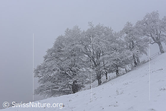 Foto: Frisch verschneite Buchen im Nebel.