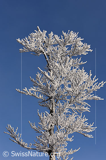 Foto: Mit Raureif verzierter Ast.