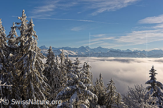Foto: Tief verschneiten Tannen und Nebelmeer vor den Alpen.