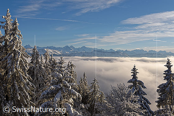 Foto: Blick vorbei an tief verschneiten Tannen über Nebelmeer zu den Alpen.