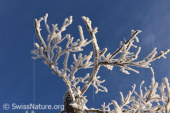 Foto: Mit Raureif kunstvoll verzierter Ast.