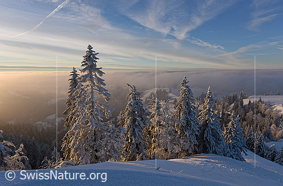 Foto: Abendstimmung mit tief verschneiten Tannen und Nebelmeer.