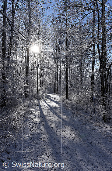 Foto: Gegenlicht im angezuckerten Wald