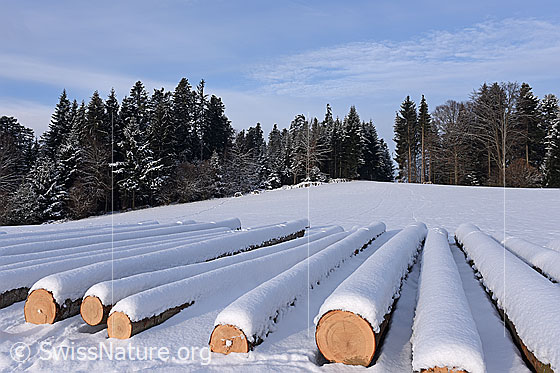 Foto: Leicht verschneite, zum Abtransport bereite Baumstämme.