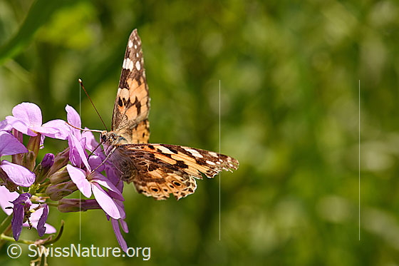 Foto: Distelfalter (Cynthia cardui) auf Blüte einer Gemeinen Nachtviole (Hesperis matronalis). Distelfalter: Flügel halb geöffnet. Ansicht von schräg vorne.