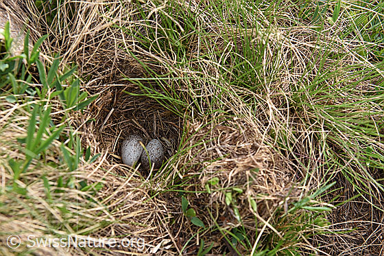 Foto: Nest eines Bodenbrüters.
Umgebung: Alpweide. Höhe: ca. 2300m ü.M.