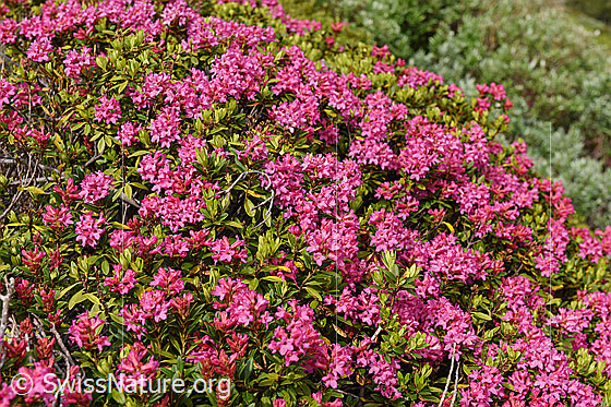 Foto: Blühende Alpenrosen.