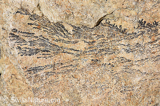 Foto: Bei Dendriten handelt es sich um baum- oder strauchartige Kristallstrukturen, welche z.B. auf Gesteinsflächen gefunden werden können. Im vorliegenden Fall könnte es sich um Manganoxid-Dendriten handeln.