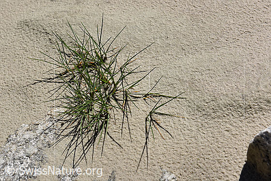 Foto: Gräser im Triebsand. 