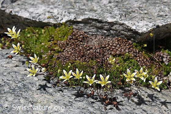 Foto: Moosartiger Steinbrech (Saxifraga bryoides).