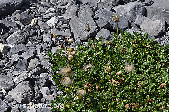 Foto: Verblühter Silberwurz (Dryas octopetala)
Umgebung: Gletschervorfeld, ca. 2000m ü.M.
Lat.: Dryas octopetala
Familie: Rosaceae (Rosengewächse)