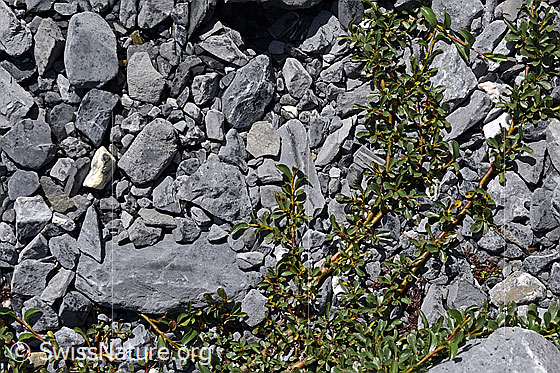 Foto: Stumpfblättrige Weide.
Umgebung: Gletschervorfeld, ca. 2000m ü.M.
Lat.: Salix retusa
Familie: Salicaceae (Weidengewächse)