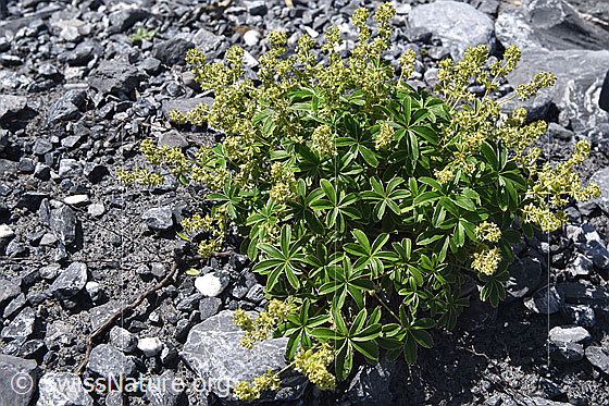 Foto: Glänzender Silbermantel (Alchemilla nitida). Ganze Pflanze, blühend.
Umgebung: Steiniges Gletschervorfeld. 2000m ü.M.
Lat.: Alchemilla nitida
Familie: Rosaceae (Rosengewächse)