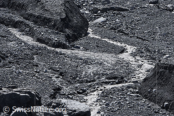 Foto: Ablagerung eines Murgangs. Zahlreiche kleine Murgänge sind von links oben bis zum Bach vorgestossen und haben dort einen flachen Kegel aus Schlamm und Geröll gebildet.
Dem Bach (welcher von oben nach unten fliesst) ist es bisher gelungen, soviel Material wegzuschwemmen, dass keine Stauung entstehen konnte. Der Bach musste seinen Verlauf anpassen.
