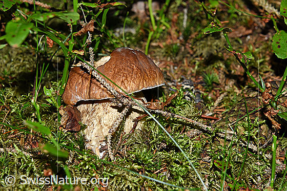 Foto: Gemeiner Steinpilz (Boletus edulis) auch Fichten-Steinpilz genannt.
Umgebung: Bergwald. Höhe ca. 1550m ü.M.
Lat.: Boletus edulis
Familie: Boletaceae (Dickröhrlingsverwandte)
Unterfamilie: Boletoideae (Dickröhrlingsverwandte)
Gattung: Boletus (Steinpilze)