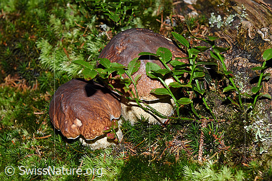 Foto: Gemeine Steinpilze (Boletus edulis) auch Fichten-Steinpilze genannt.
Umgebung: Bergwald. Höhe ca. 1550m ü.M.
Lat.: Boletus edulis
Familie: Boletaceae (Dickröhrlingsverwandte)
Unterfamilie: Boletoideae (Dickröhrlingsverwandte)
Gattung: Boletus (Steinpilze
