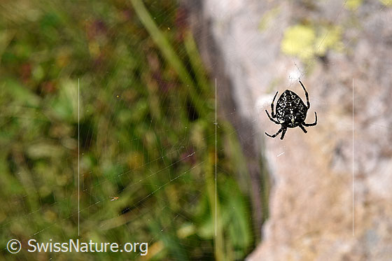 Foto: Wahrscheinlich marmorierte Kreuzspinne (Araneus marmoreus). 
Umgebung: Die Aufnahme entstand in den Berner Voralpen auf einer Höhe von 1800m. Das in der Nähe einer Quelle. In einem Gelände, welches von Alpweiden und lichten Bergwäldern geprägt ist. Dazwischen gibt es aber auch Felsbänder.
Lat.: Araneus marmoreus
Familie: Araneidae (Radnetzspinnen)
