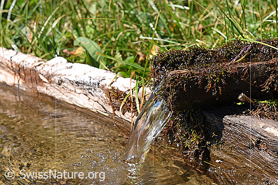 Foto: Das Wasser wird direkt von der Quelle in den Brunnen geleitet.