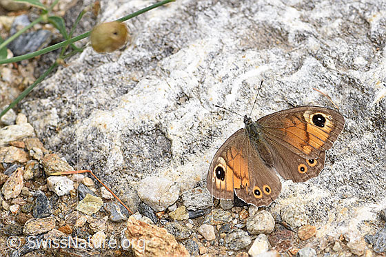 Foto: Braunauge (Lasiommata maera). Flügel geöffnet. Ansicht von oben.