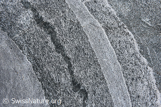 Foto: Bändergneis (Ausschnitt aus einem Felsblock mit toller Bänderung).
Das hellste Band ist ca. 5cm breit Bändergneis ist ein metamorphes Gestein.
