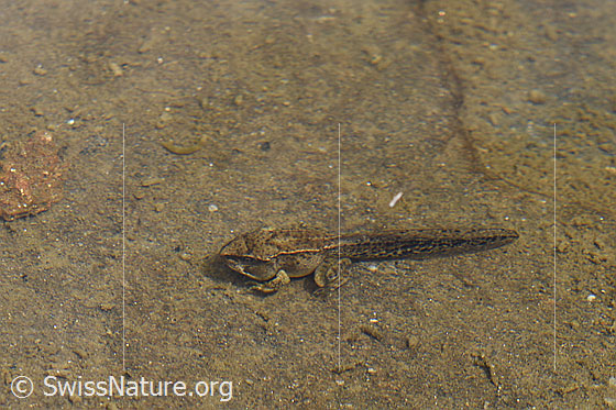 Foto: Kaulquappe. Aufnahmeort: Bergsee, ca. 2200m ü.M.