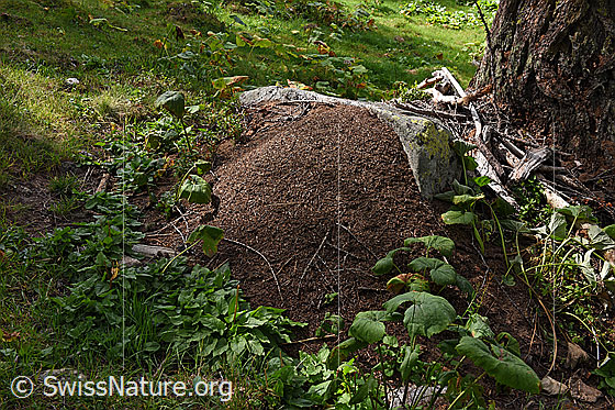 Foto: Ameisenhaufen im Streiflicht, angelehnt an einen Felsblock. Der Ameisenhügel befindet sich auf den Überresten eines Asthaufens am Fuss einer Lärche. In der Nähe waren weitere Ameisenhaufen zu sehen.
Umgebung: Lichter Bergwald, ca. 1900m ü.M.