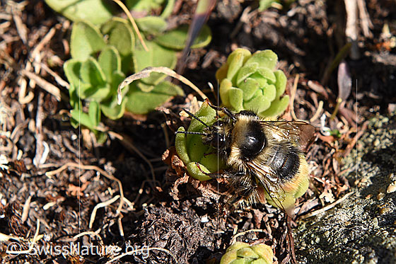 Foto: Wahrscheinlich Hellgelbe Erdhummel (Bombus lucorum). Ansicht von schräg oben.