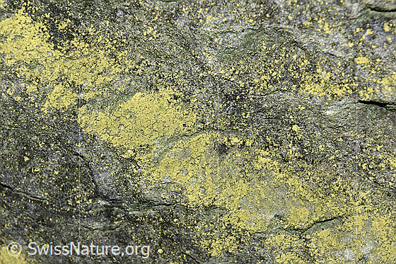 Foto: Fels-Schwefelflechten auf Sandstein.
Lat.: Chrysothrix chlorina