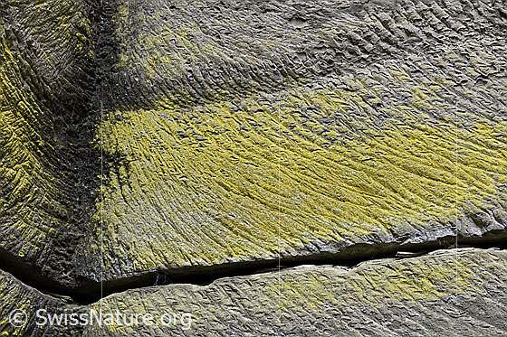 Foto: Fels-Schwefelflechten auf bearbeitetem Sandstein. 
Lat.: Chrysothrix chlorina