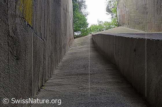 Foto: Hohe Sandsteinwände in Steinbruch. Hier wurden früher Sandsteinqauder abgebaut, welche für den Bau von Gebäuden verwendet wurden.