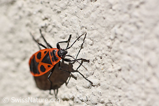 Photo: Pyrrhocoris apterus