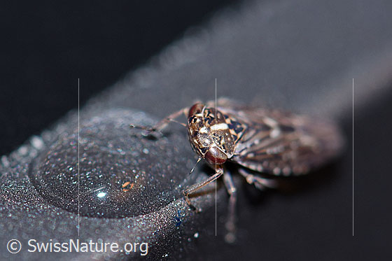 Foto: Bartwinkerzikade (Idiocerus herrichii), auch Bärtige Winkerzikade genannt, saugt an einem Wassertropfen.