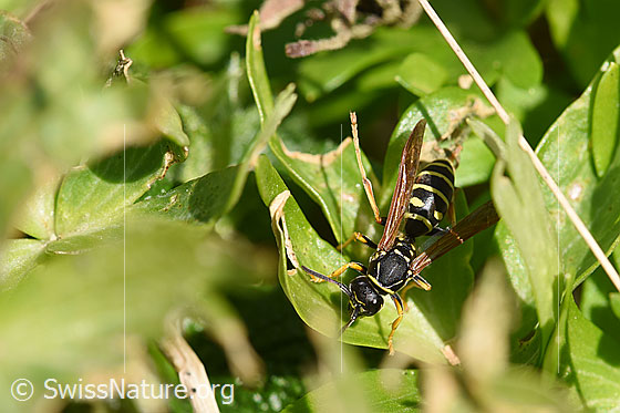 Polistes albellus