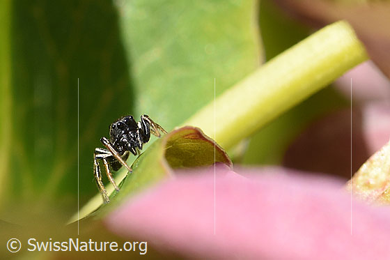 Foto: Wahrscheinlich Heliophanus cupreus, Männchen.
Körperlänge: 3.5-4mm. Fotografiert auf Blütenblatt einer Pfingstrose.