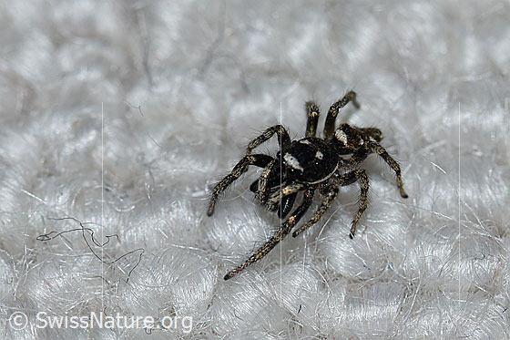 Foto: Zerbraspringspinne, Männchen. Auf Teppich.