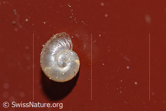 Kugelige Glasschnecke (Vitrina pellucida)
