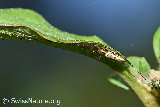 Foto: Bergstreckerspinne (Tetragnatha montana), Weibchen. In dieser Position wartet die Spinne, bis sich Beute im Netz verfangen hat.
Körperlänge 7-10mm
