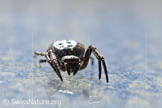 Photo: Nuctenea umbratica on glass pane. View from the front.