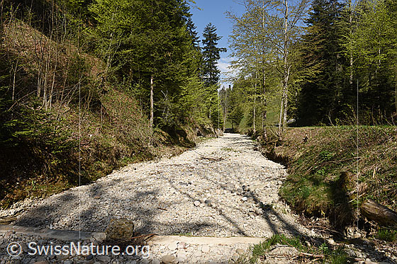 Foto: Der Bach führt oberflächlich praktisch kein Wasser mehr.