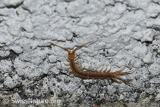 Steinkriecher (Lithobius forficatus)