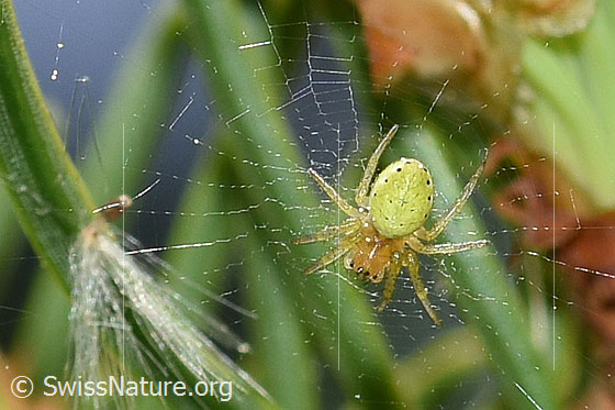 Kürbisspinne (Araniella cucurbitina) im Radnetz