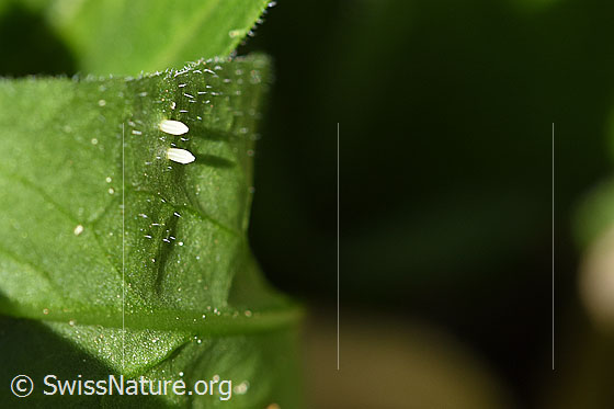 Foto: Zwei Eier eines Schmetterlings (Rapsweissling, Pieris napi), welche an der Unterseite eines Blattes einer Gemeinen Nachtviole (Hesperis matronalis) haften.