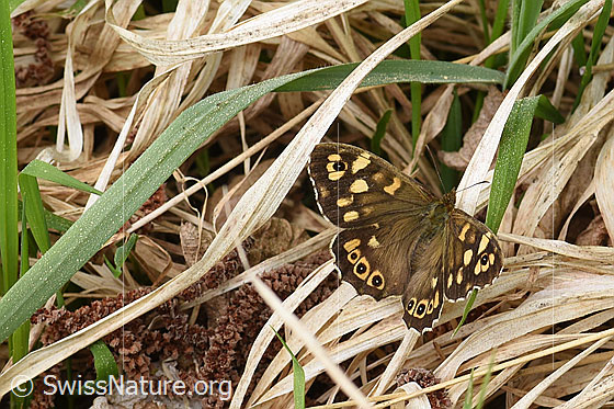 Photo: Pararge aegeria on dry grass.