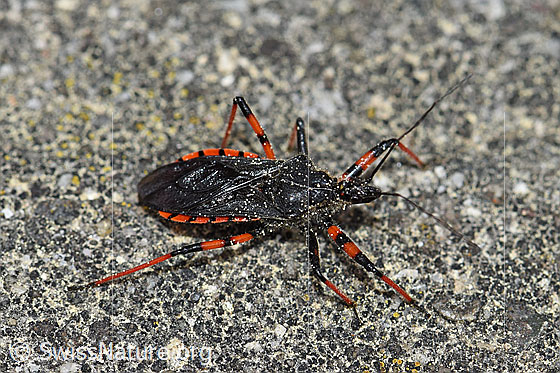 Foto: Geringelte Mordwanze (Rhynocoris annulatus). Länge 12 - 14.8mm.