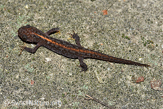 Ichthyosaura alpestris
