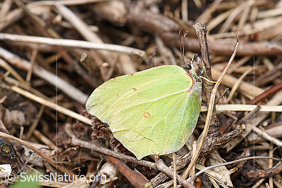 Foto: Zitronenfalter (Gonepteryx rhamni) an dürrem Halm.