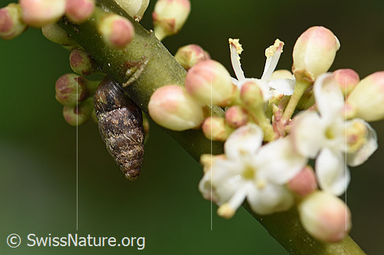 Foto: Wahrscheinlich Kleine Turmschnecke (Merdigera obscura). Die Schnecke ruht in der Nähe der Blüten einer Stechpalme.
Länge des Schneckenhauses: 8 - 10mm.