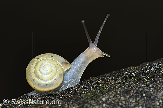 Kleine Glanzschnecke (Aegopinella pura)