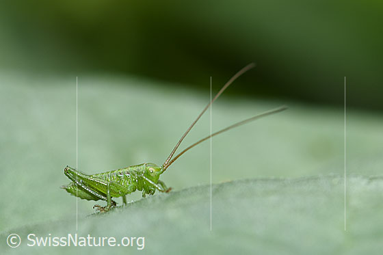 Tettigonia viridissima