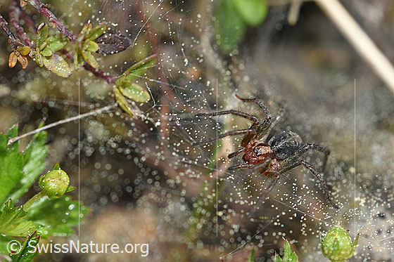 Foto: Labyrinthspinne (Agelena labyrinthica) im Netz.
Körperlänge: Männchen 8-12, Weibchen 10-14mm.